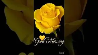 🌹🥀Gulab Shayari || #gulab #shayari #shortsfeed #flowers #love #viral #shorts #@moumitaofficial05