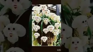 Did you know?? monkey face orchids flowers 🐵🙈🙉🙊🐒 #shortvideo #generalknowledge