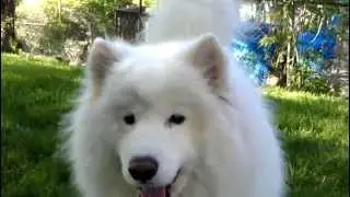 Samoyed howling and playing in the yard