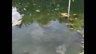 Yum baits