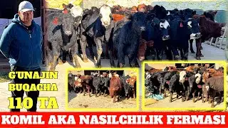 KOMIL AKA FERMASI ABERDIN ANGUS BUQACHA ANGUS G'UNAJINLA 110 BOSH RUSSIYA KELDI ARZON NARXDA
