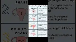 Menstrual Cycle