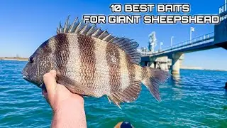 10 of the BEST Baits to Catch GIANT SHEEPSHEAD!!