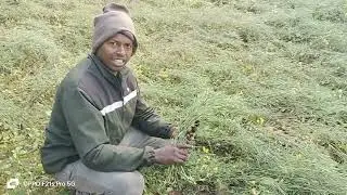 How do SANTHAL Farmer enjoy farming 