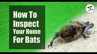 How To Inspect Your Home For Bats
