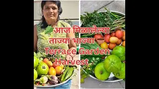 आज टेरेस गार्डनमध्ये मला मिळाले खूप सारे पेरु आणि भाज्या  ||harvests fruits,veggies in terracegarden