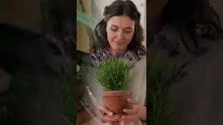 Plants for Positive Energy #shorts #houseplants