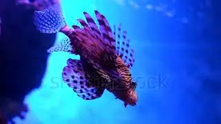 The Lion Fish is Swimming Stock Footage