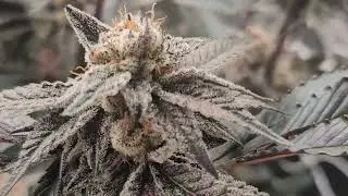 day 57 grape gas chillLED x5 growcraft diy