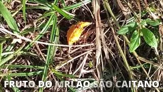 NO QUINTAL TEM MUITOS MACACOS DE CEIRO/SOIM
