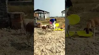 stray dogs feeder and rescue #dailypost#trending#shortsviral #youtubeshorts#viral#shorts #dog#maa