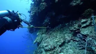 Spearing a Lionfish - 4k