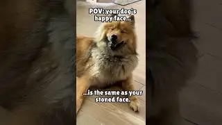 😄  #eurasier #dog #shorts