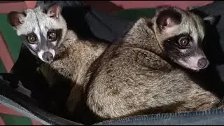 anabul 20:31 140126 #livestream #musang #anabul