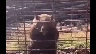 Rage Behind Bars: The Angry Bear's Cage #bear #wildlife