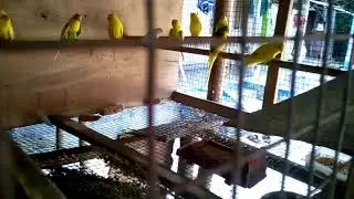 Ad Badri bird breeding farm house