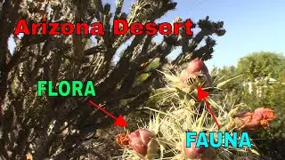 Nugget Shooter Desert Nature Walk