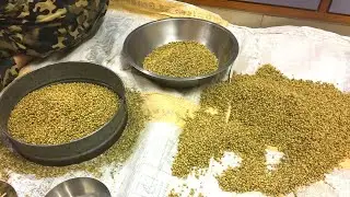 How to clean sabut dhaniya Whole Coriander Seeds Whole chaff