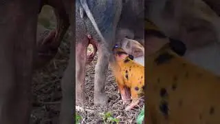 cutest piglets drinking mothers milk (ASMR)
