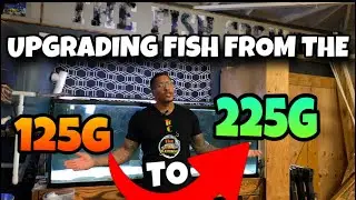 UPGRADING FISH FROM THE 125G TO 225G