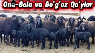 Ona-bola va Yetuk Kuni Qolgan Bo'g'oz Qo'ylar Dexqondan 4-fevral, 2026