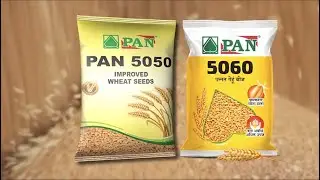 PAN 5050 & PAN 5060 | PAN Improved Wheat Seeds | Uttar Pradesh and Bihar