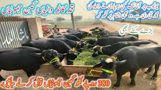 Beautiful tall Gabon Jhotiyan|Pure Nali Panj Kalyan Nali Ravi Bare Katte کٹے|Business talks official