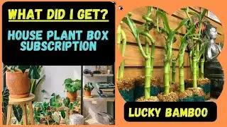 House Plant Box March 2022
