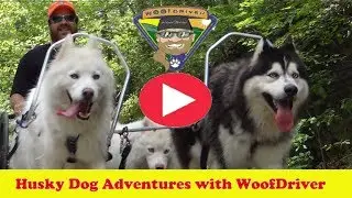 OFFLINE NOW | Free Ranging  | Dog Adventurer | Adventure with Husky Dogs