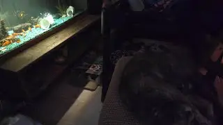 #Toddler #Sleeps with #Fish and #Cats #SleepStream