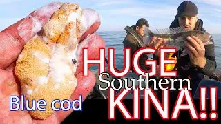 HUGE SOUTHERN KINA! - Blue cod catch and cook