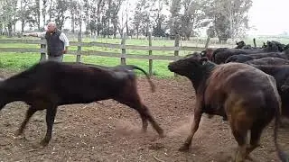 VACAS MIRUNGA