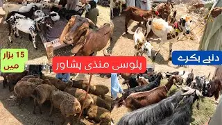 Palosi Dumba Bakra Mandi | Goats Sheeps for Home and Business | Khyber Social Hub