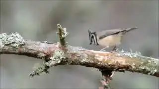 Crested Tits in the Cairngorms National Park