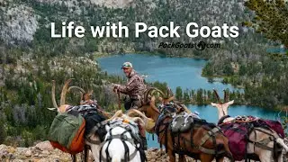 Life with Pack Goats