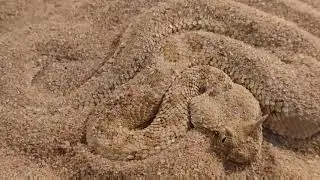 Cerastes cerastes