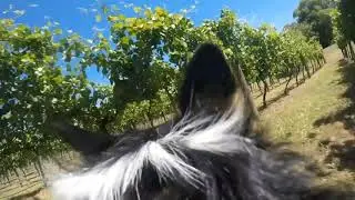 Mt Terrible   Molly shows us the Vineyard