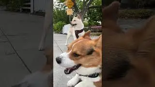 Moe the Shiba Inu 🐕 & Milo the Corgi 🐶