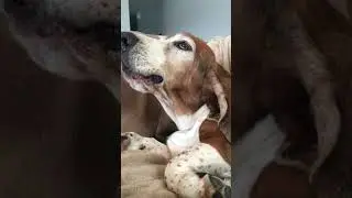 Worm Howling Session- Basset Hound