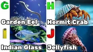 Alphabet Song with Sea Animals | ABC Learning Video for Preschool Kids | Koko Study Class