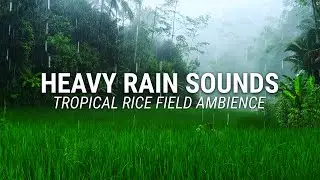 Heavy Rain on Rice Field Ambience | Relaxing Rain Sounds for Sleeping & Study