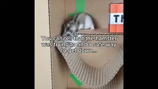 My poor baby... :[ #hamster #stopanimalabuse #hamsterchallenge #scared #fyp #viral