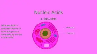 Nucleic Acids I What is DNA? Basic structure of DNA. NUCLEOTIDES