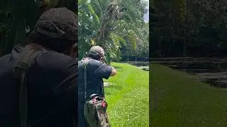 Smoked em&rsquo; {Shooting Giant Iguanas with PCP Air rifle} #hunting #iguana  #shorts