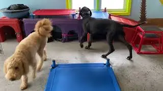 Learn to Read Dog Body Language in a Pack