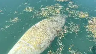 Manatee Appreciation Day 2022