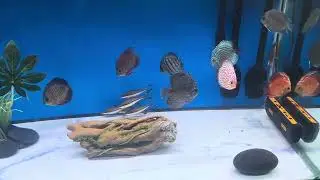 Ceramic Tile Bottom Discus Tank #discusfish #fishtank #barebottom #fishkeepinghobby #fish #aquascape