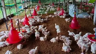 Poultry farming Day-19
