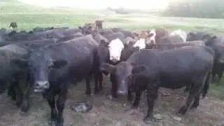Cattle Market Summary:  Great Recovery...But Why?