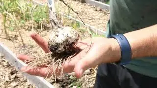 Our Organic Heirloom Garlic Harvest!